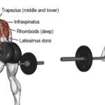 Back Exercises for Beginners