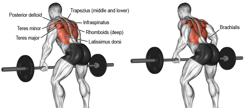 Back Exercises for Beginners